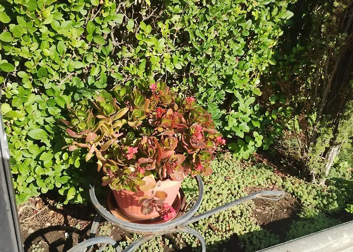 Sunny Flower Family 호텔