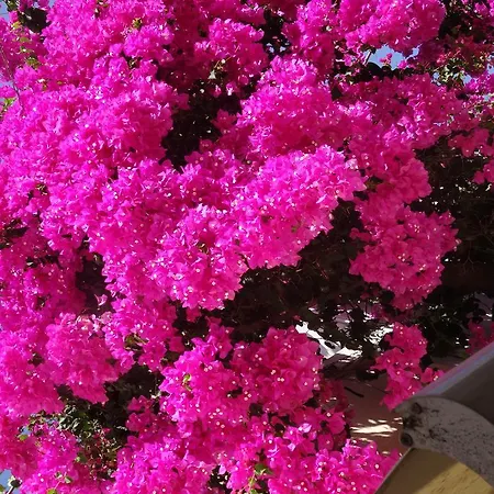 酒店 Sunny Flower Family 阳光海滩