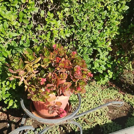 Sunny Flower Family Отель